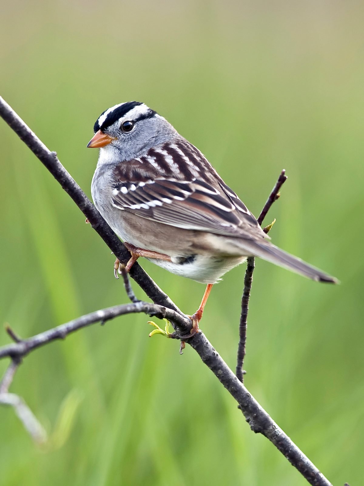 White Crowned,sparrow,perched,on,a,branch