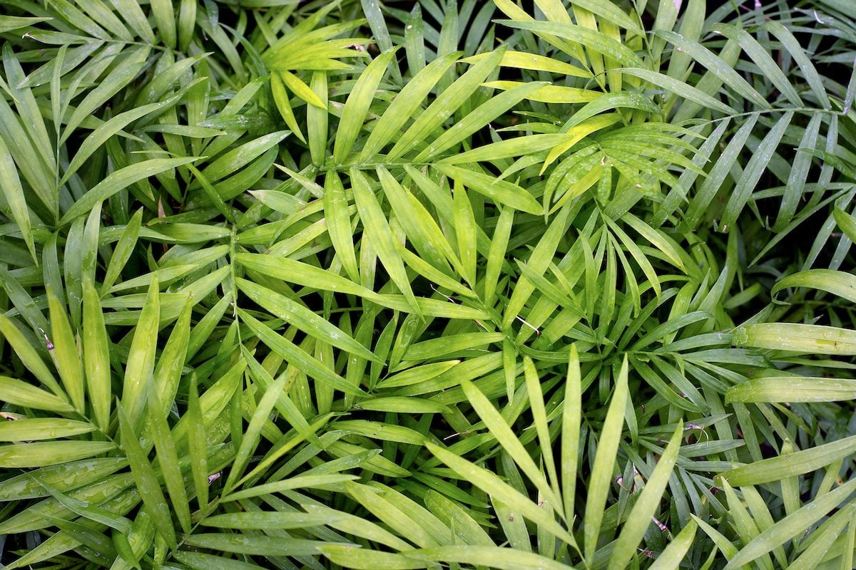 Natural,pattern,of,young,chamaedorea,elegans,plant's,leaves.