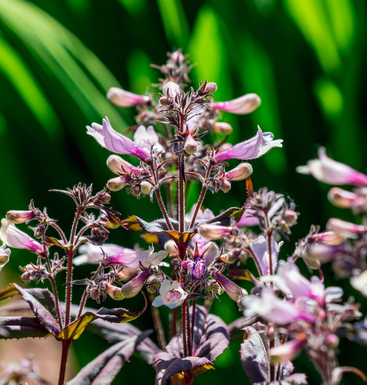 Close,up,of,husker's,red,penstemon,digitalis,flowers, evergreen perennials