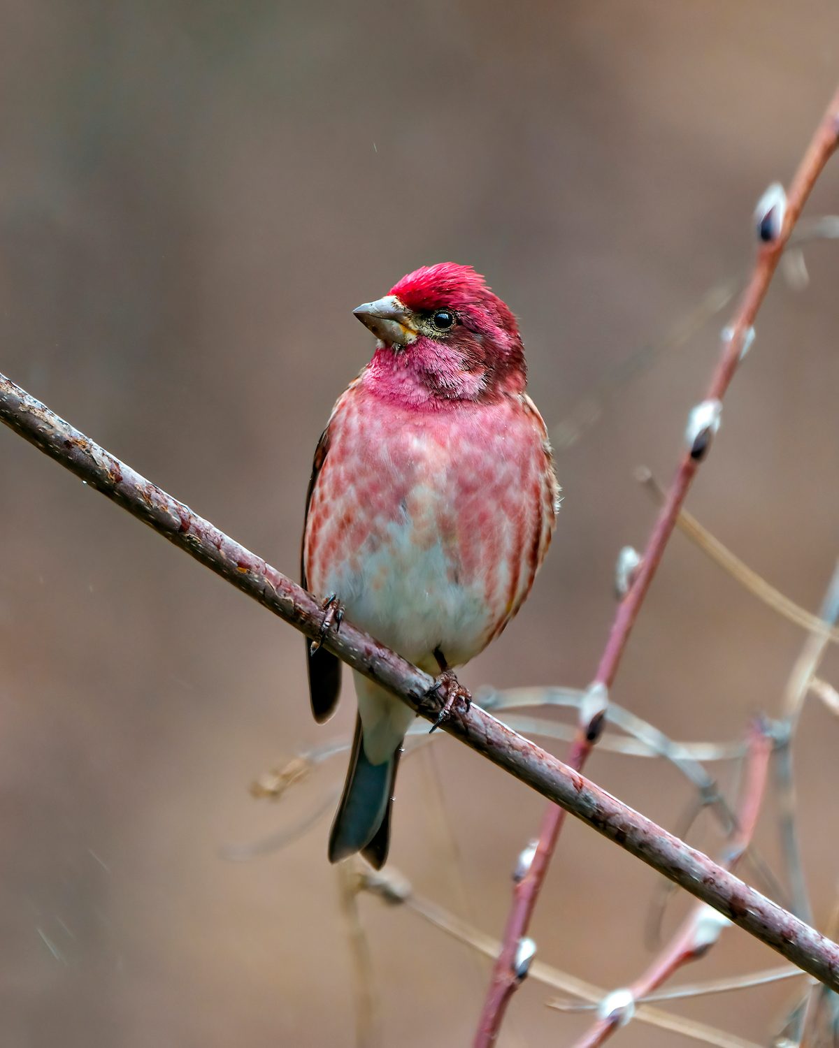 Purple,finch,male,close Up,front,view,,perched,on,a,branch