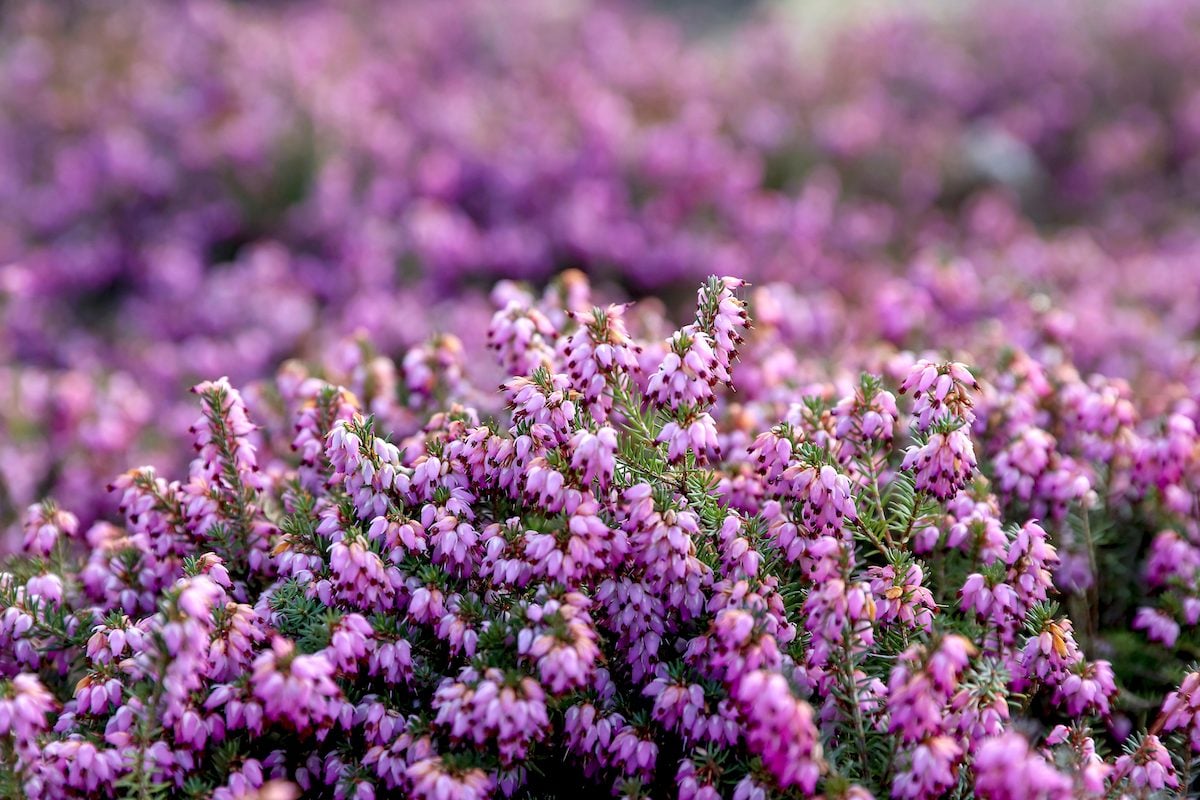 Erica,carnea,spring,alpine,heath,violet,flowers,on,a,sunny