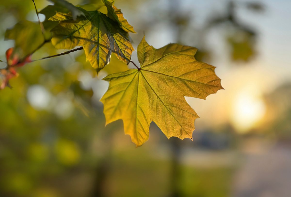 Norway maple leaf, maple tree facts