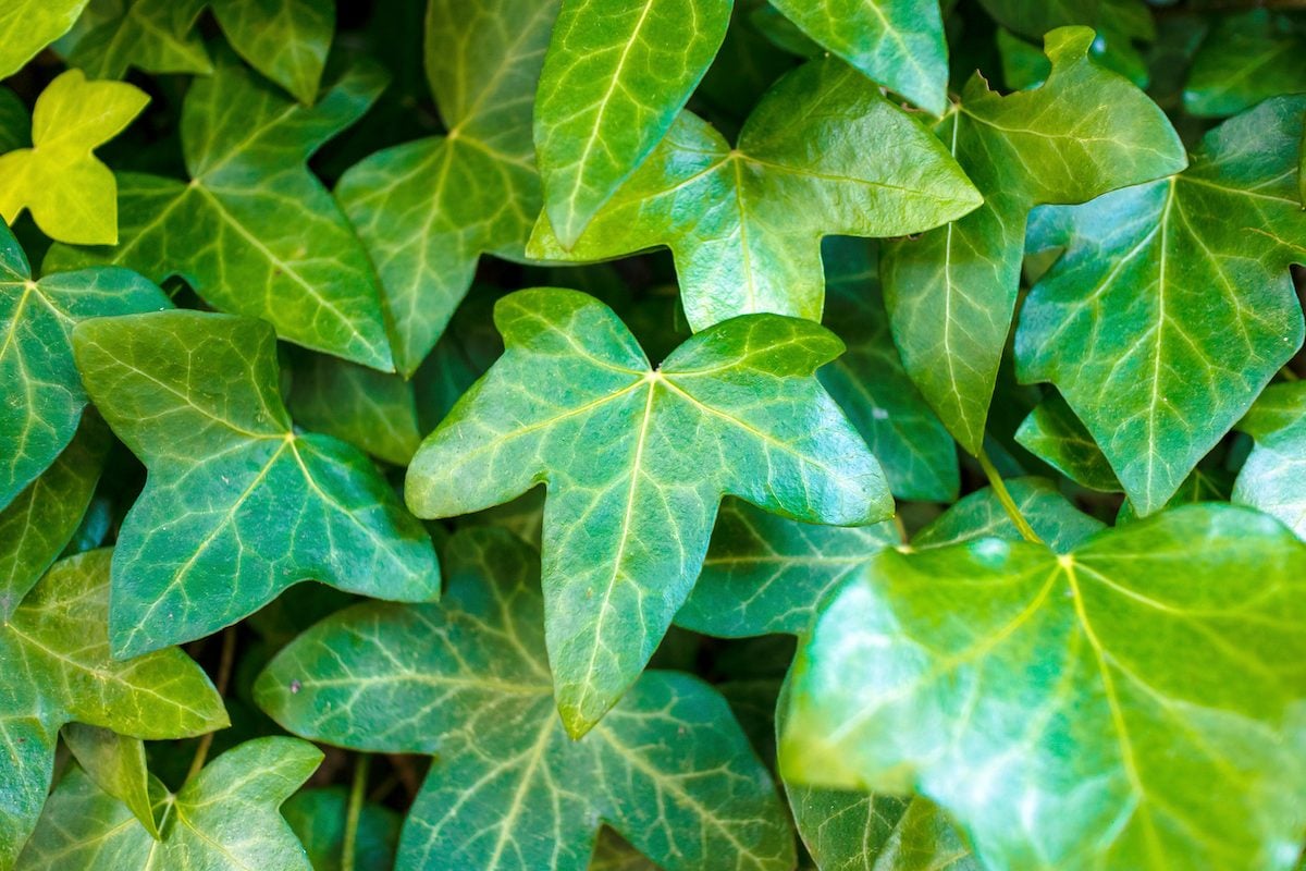 Vibrant,green,english,ivy,leaves