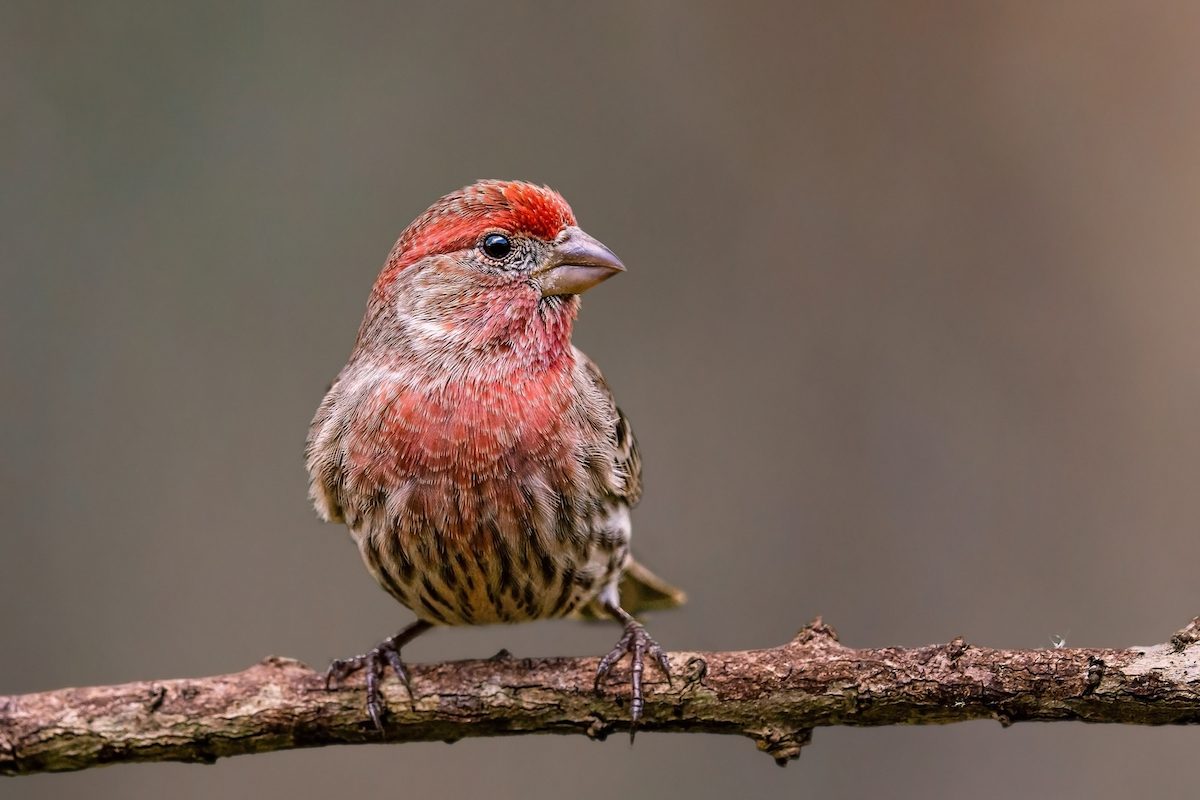 A,house,finch,(haemorhous,mexicanus),atop,a,branch,of,a