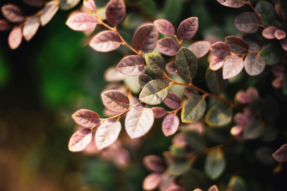 Loropetalum,chinense,can,grow,up,to,4.5,meters,tall., evergreen perennials