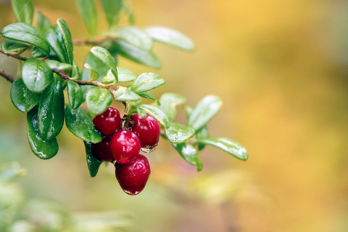 Delicious,red,lingonberry,(vaccinium,vitis Idaea),berries,in,golden,light,on, evergreen perennials