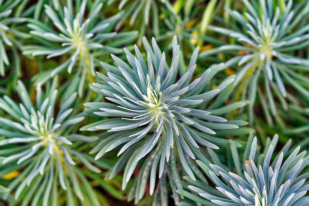 Evergreen Perennials Shine Year-Round