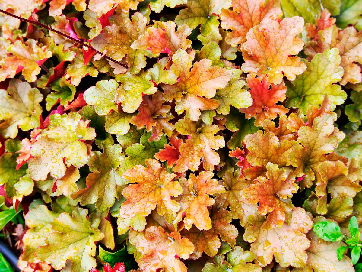 Heuchera,'marmalade',(coral,bells,,alumroot),in,the,garden