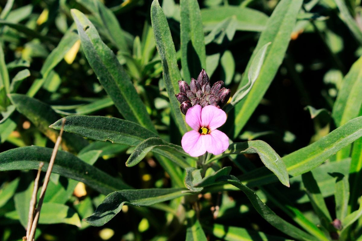 "wallflower,bowles,mauve",in,st.,gallen,,switzerland.,its,latin,name