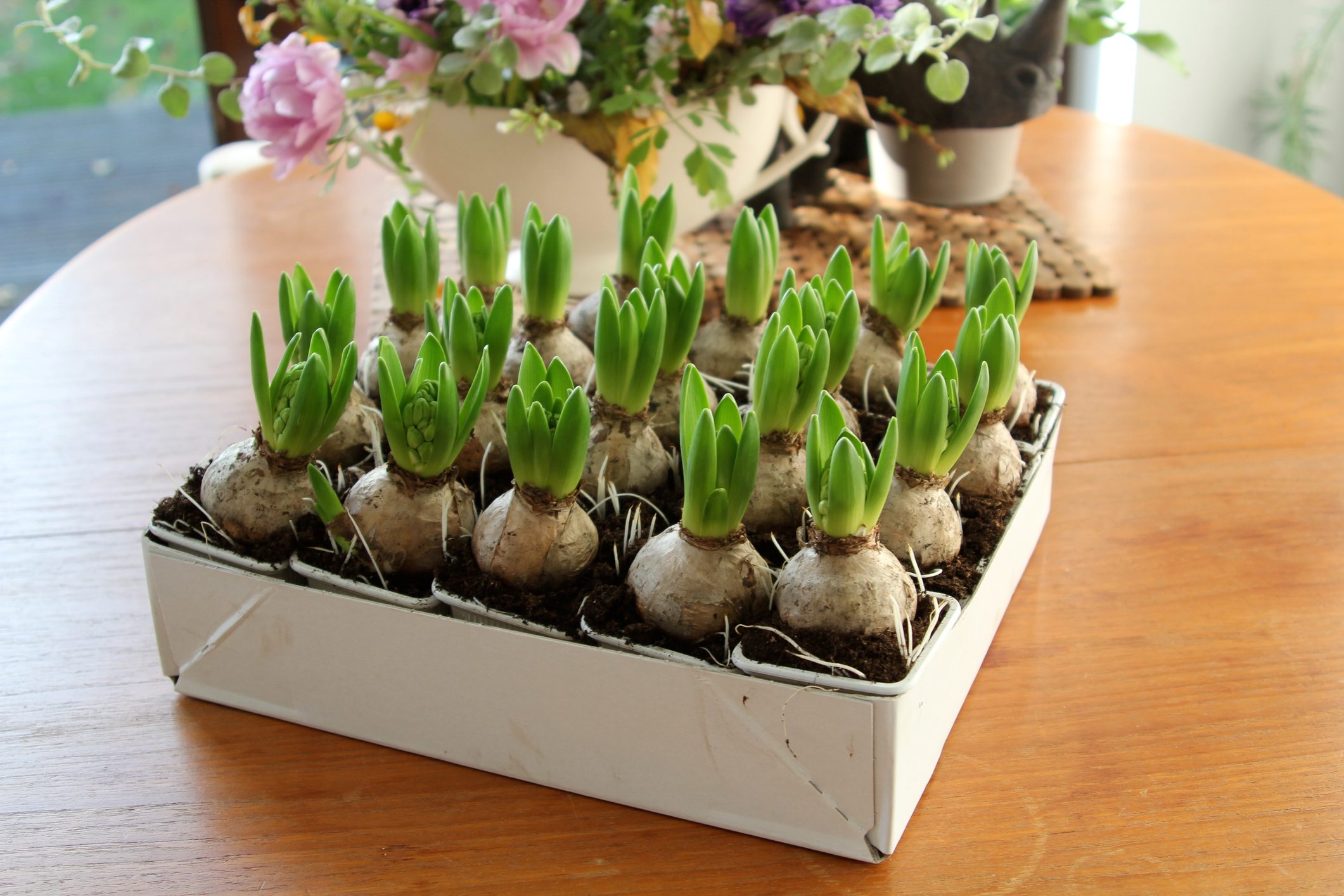 Hyacinth bulbs