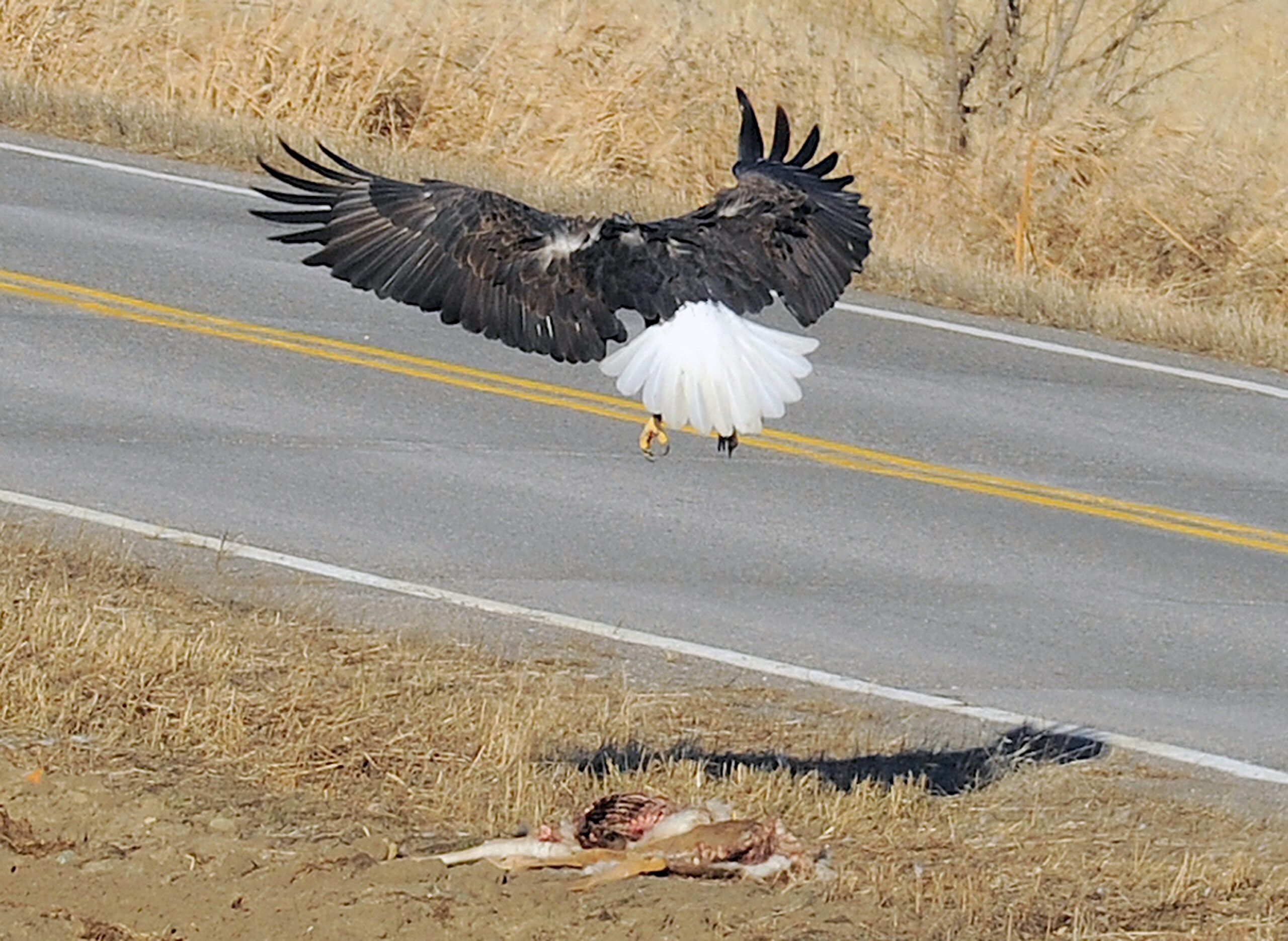 Bald Eagle hovers over roadkill