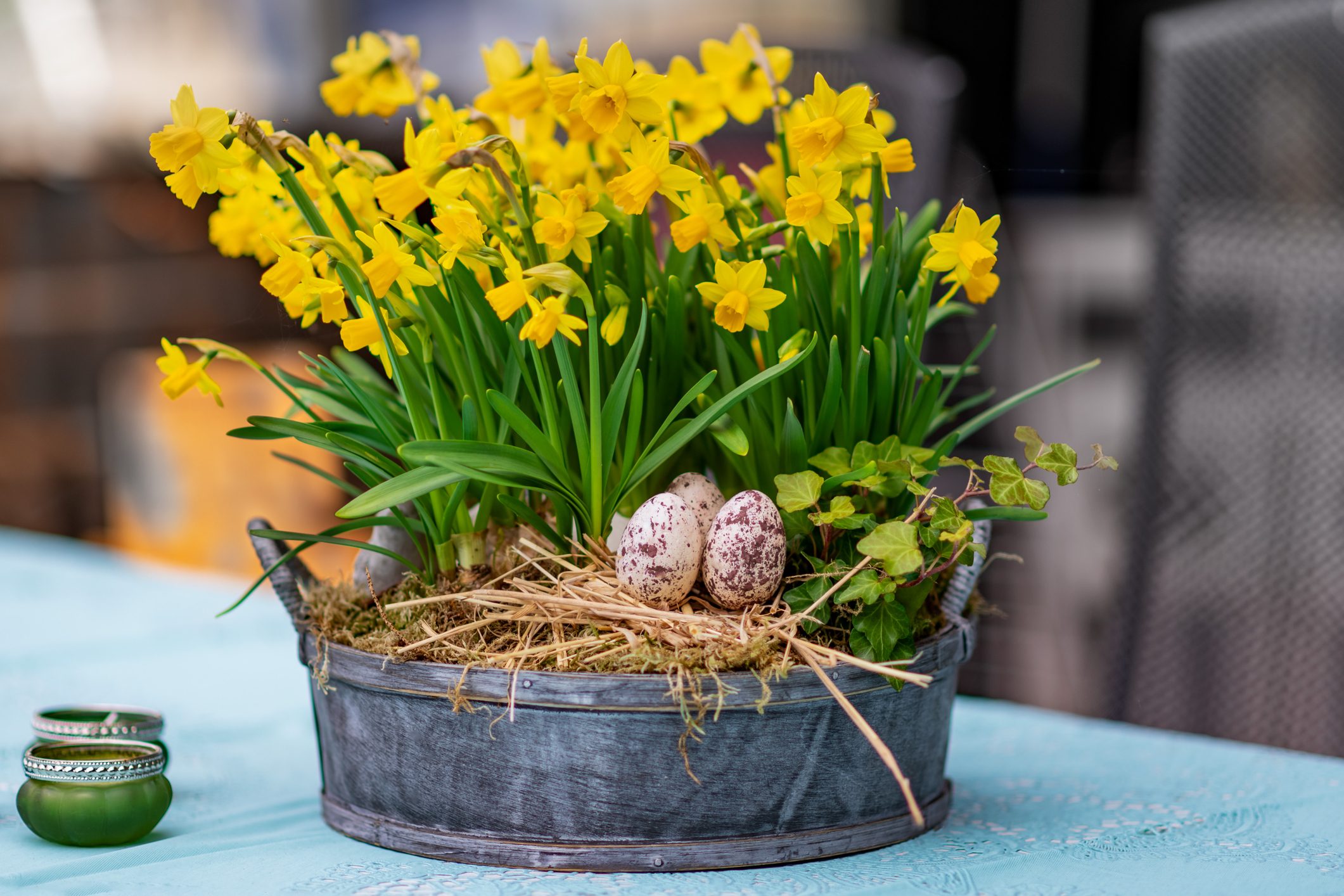 Daffodils in a large pot and eggs for Easter