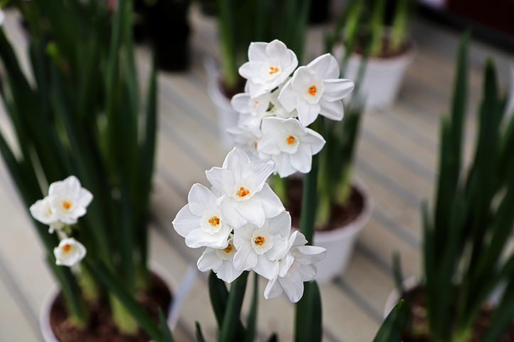 Background of paper white narcissus flowers in blossom