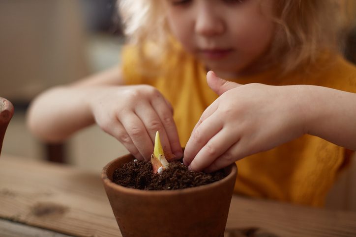 Planting a tulip bulb in a pot. Focus on the flower