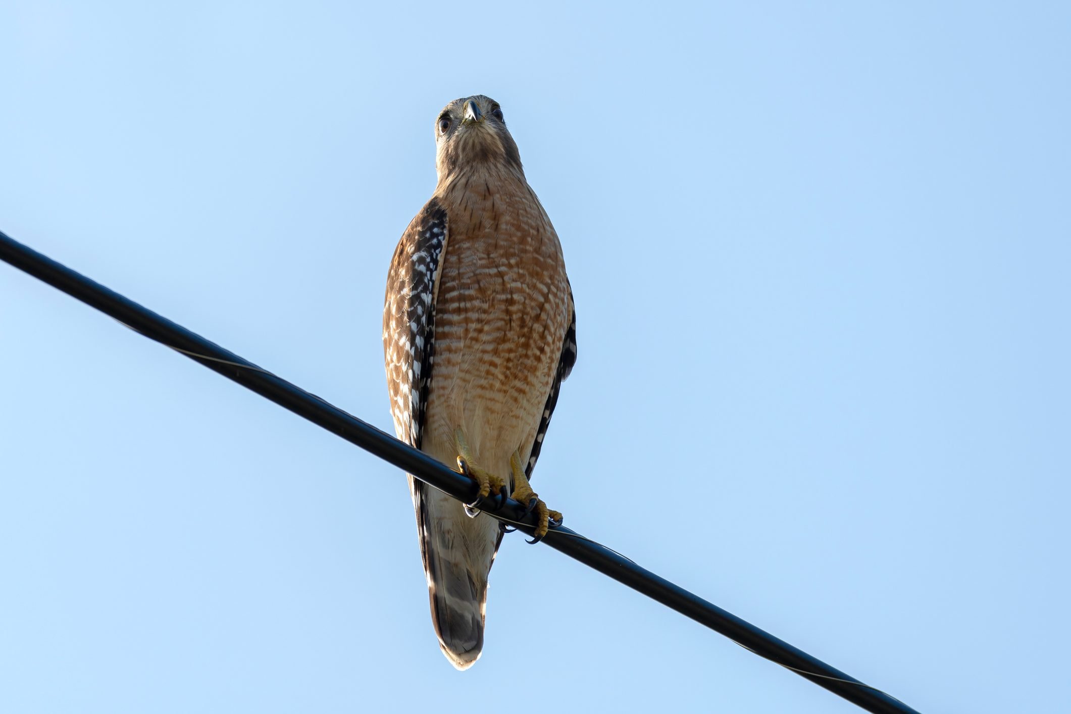 The red-shouldered hawk bird perching on electric cable looking for prey to hunt