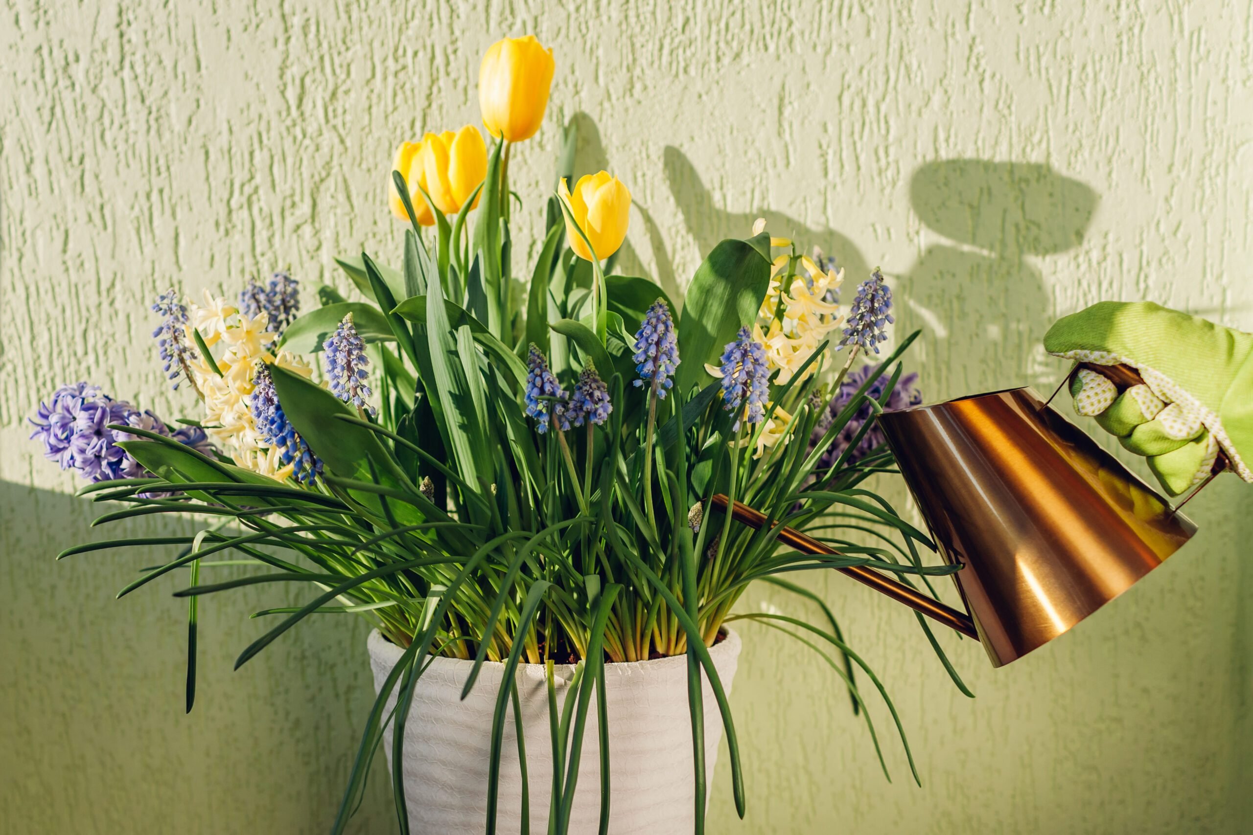 Gardener watering tulips hyacinths muscari in pot using golden metal watering can at home. Spring flowers growing. forcing bulbs